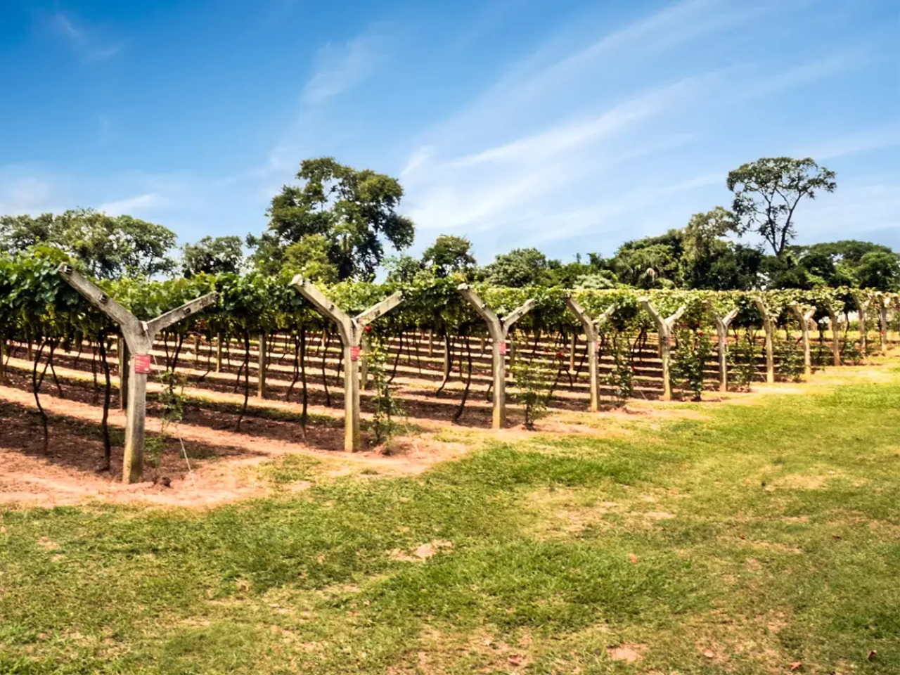 Descubra as Rotas do Vinho: Uma Experiência Inesquecível para Amantes de Vinhos